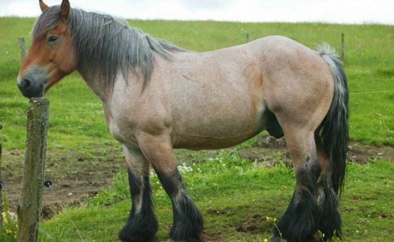 Арденская лошадь
